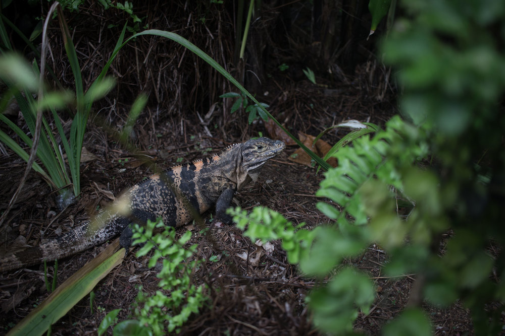 Costa Rica Jaco and Manuel Antonio